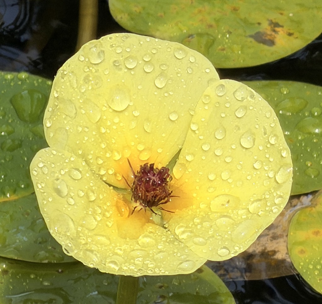 Yellow Lilly by Sharon Moir