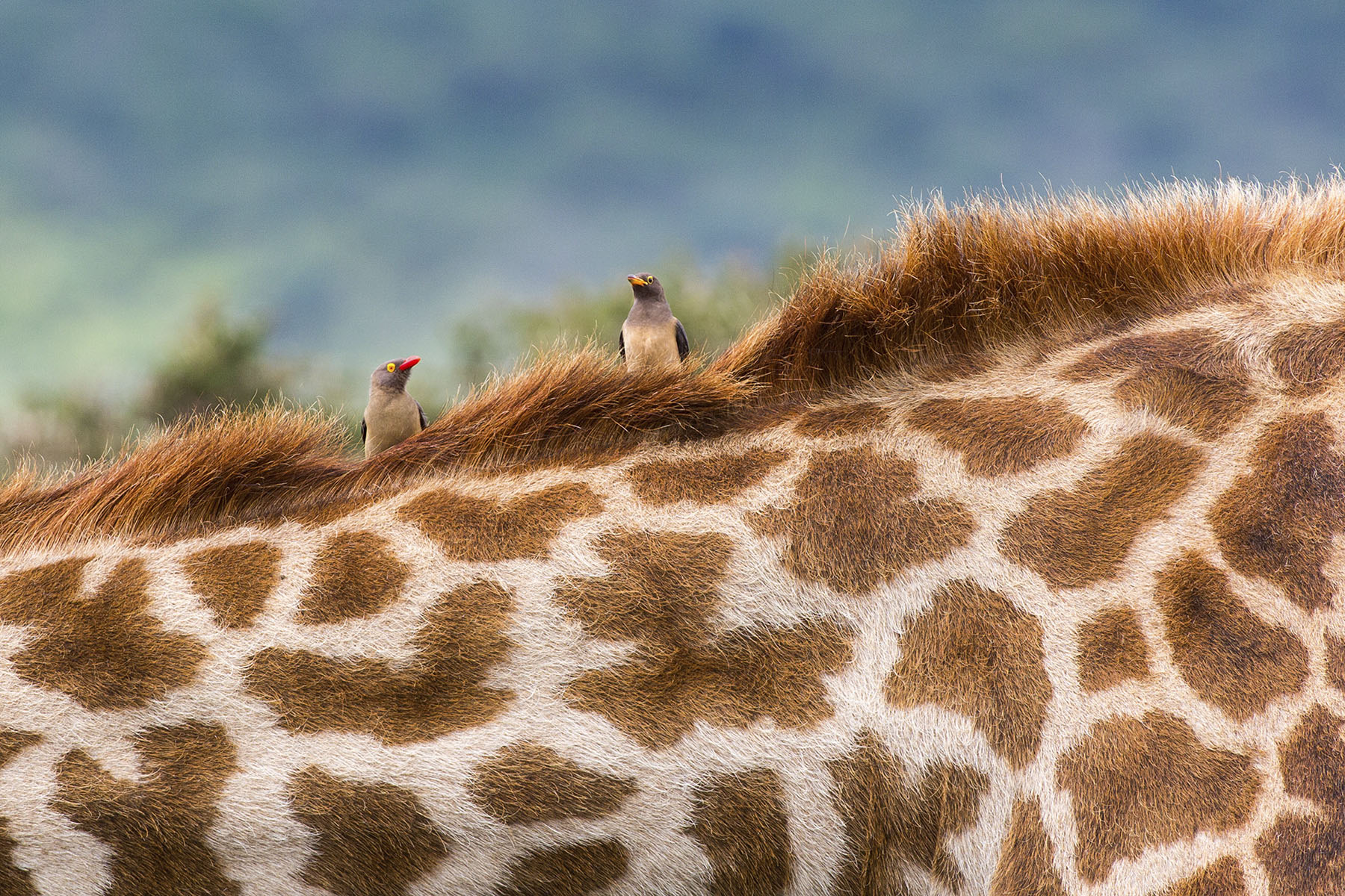 Giraffe and Oxpeckers by Sue Peri