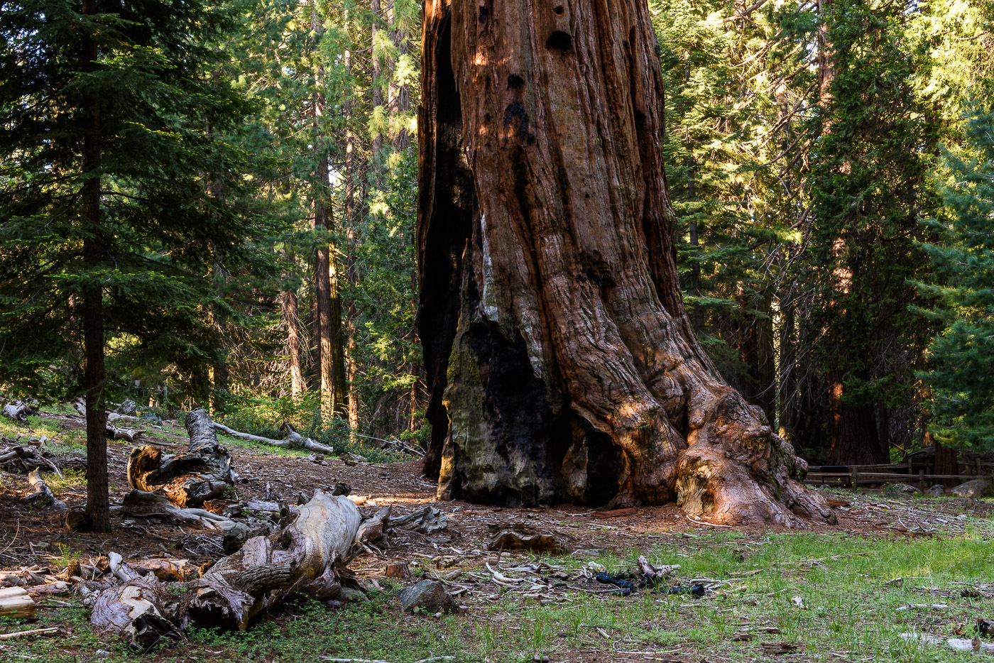 General Grant Tree by Randy Bell