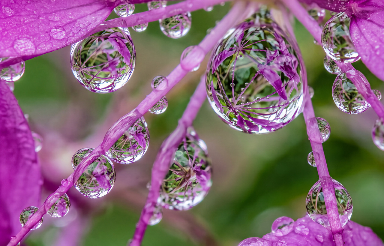 Cleome Water Drops Enhanced.  by Bob Legg