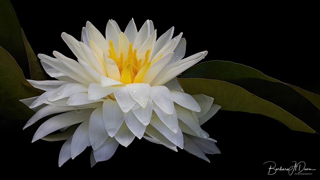 Layered Bloom by Barbara Dunn