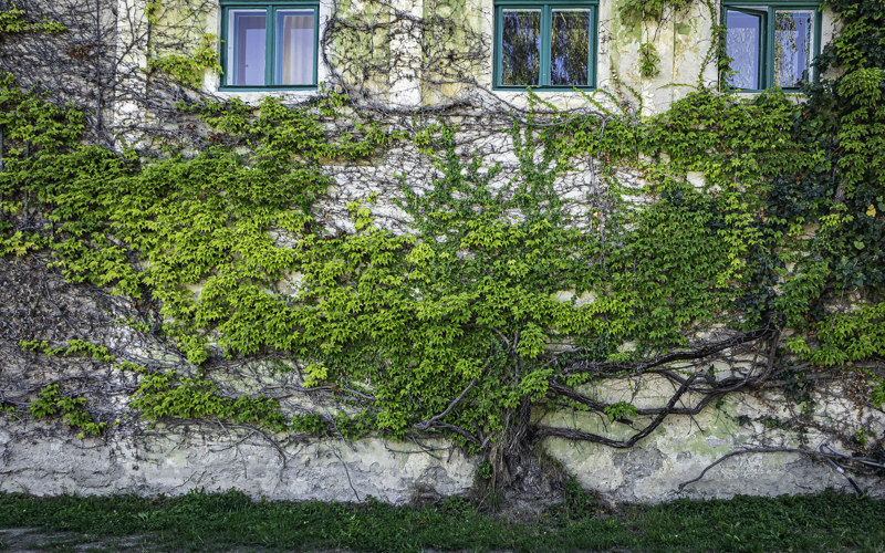 Old Growth Ivy by Darcy Johnson
