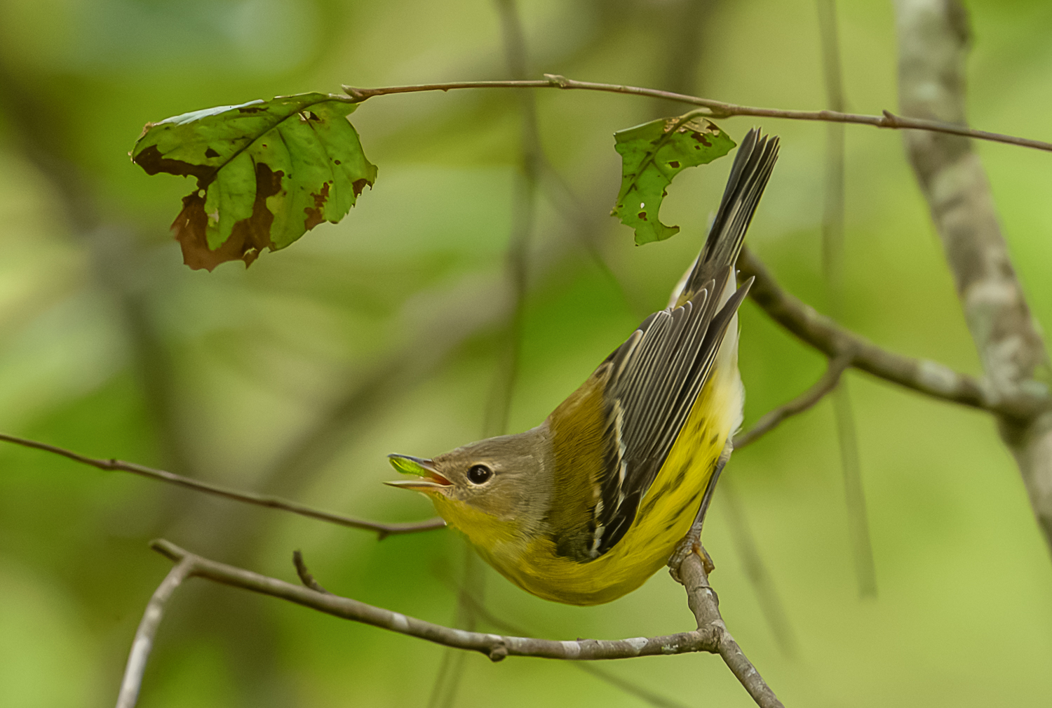 Magnolia Warbler by Sarita Yeola