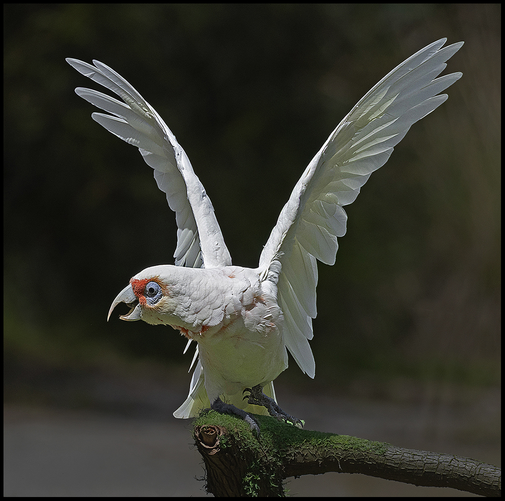 Long-billed Corella by Leslie Larson