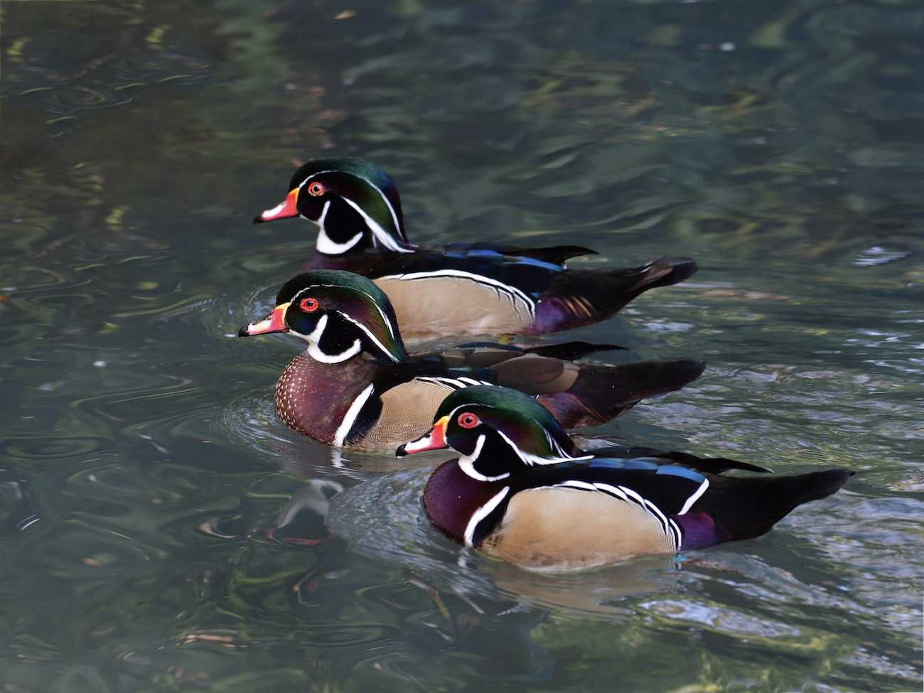 Three Musketeers by Tom Buckard