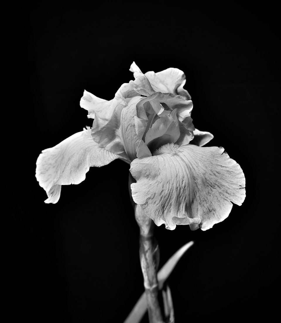 MONOCHROME by John Doyle