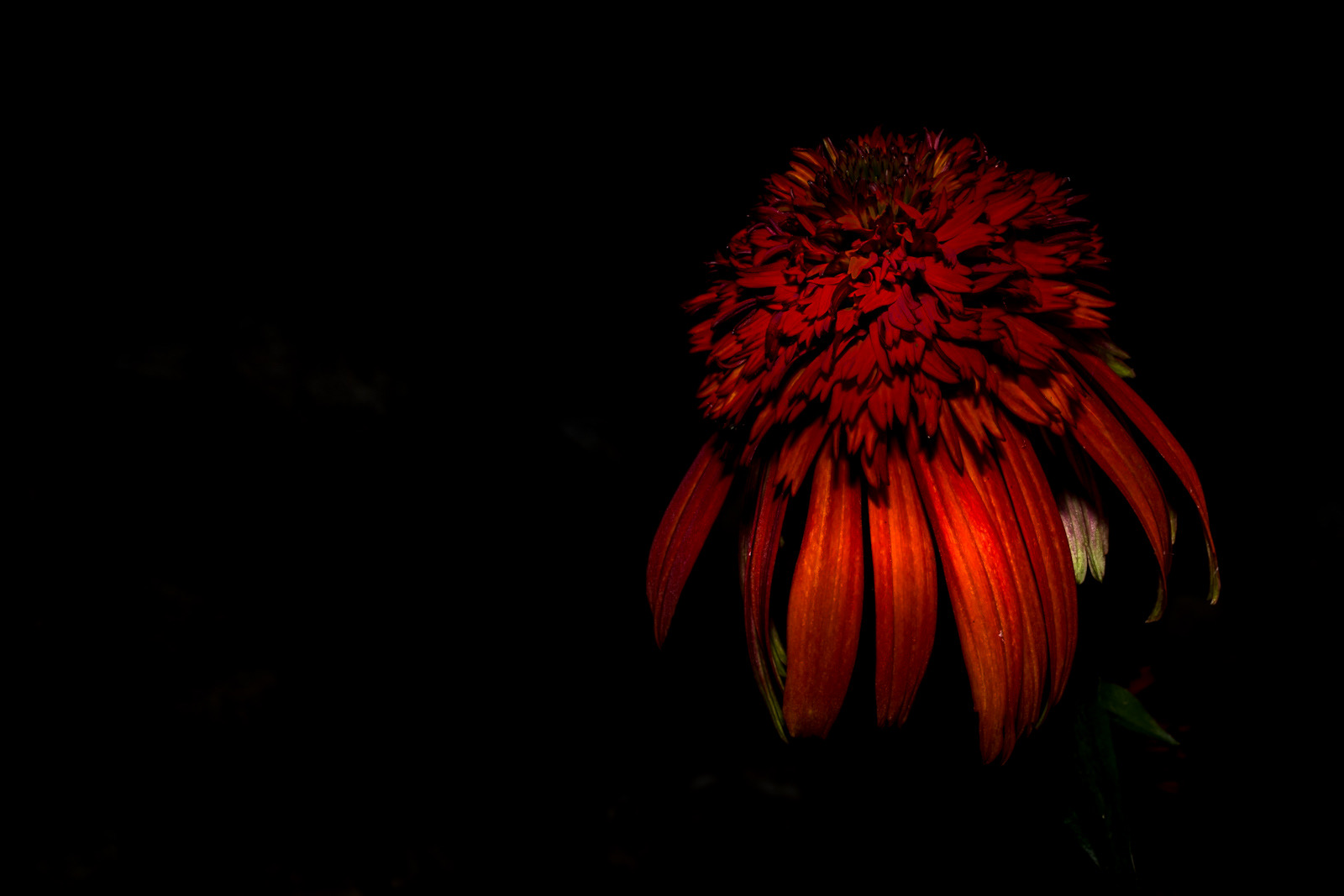 FANCY CAP by Darshan Nohner