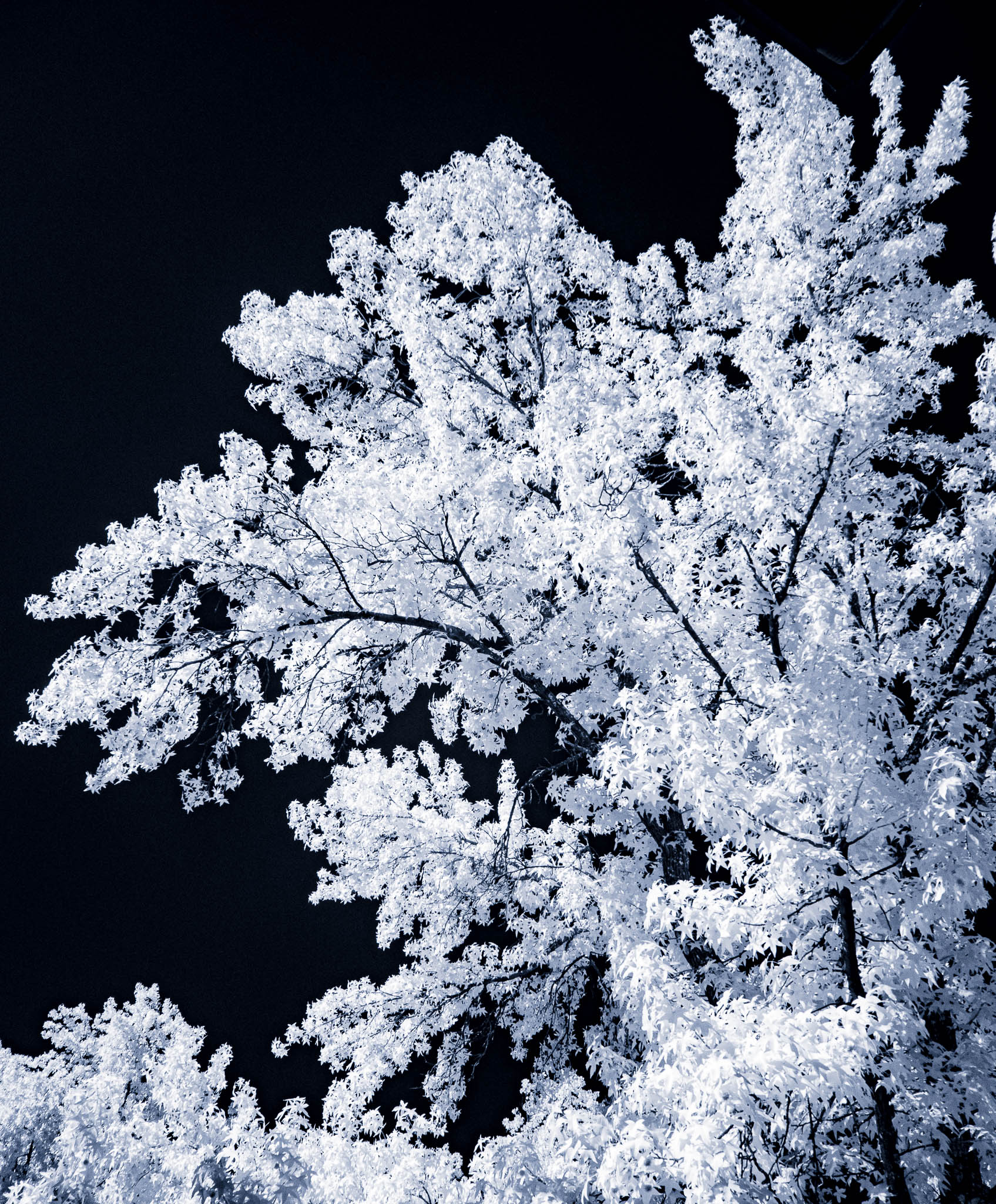 Fluffy IR Tree by Nelson Charette