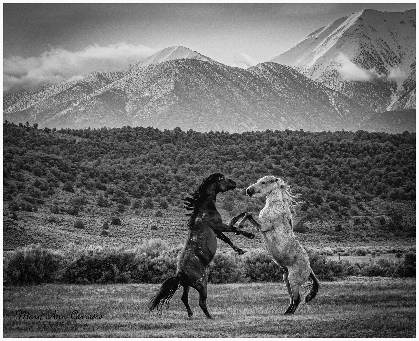 Stallion Clashes by Mary Ann Carrasco