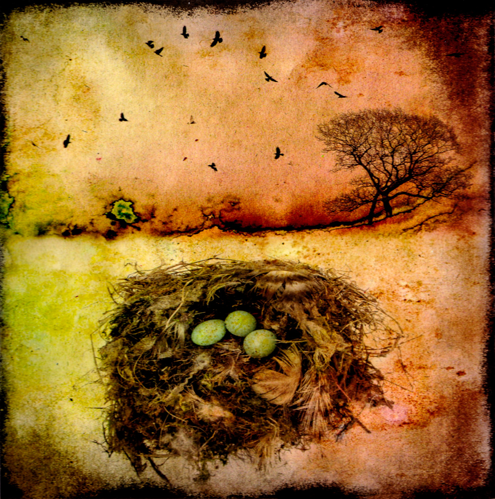 Nest by Robin Mellor