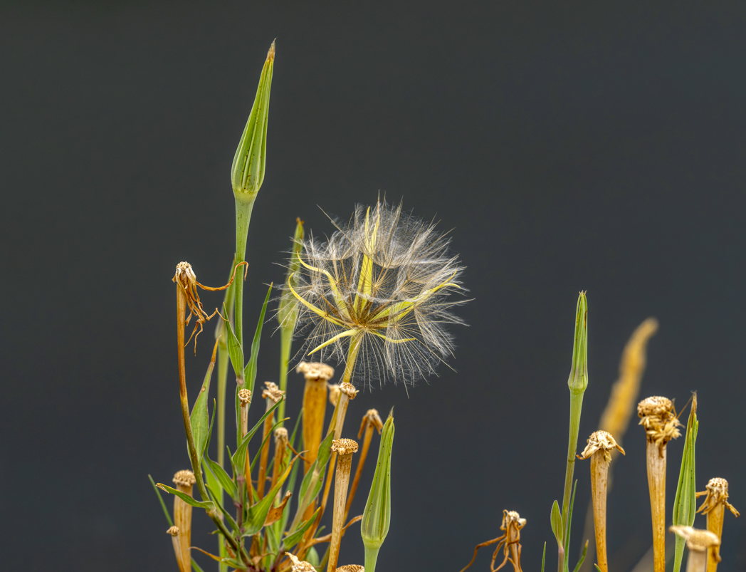 Salsify by Morrie Carter