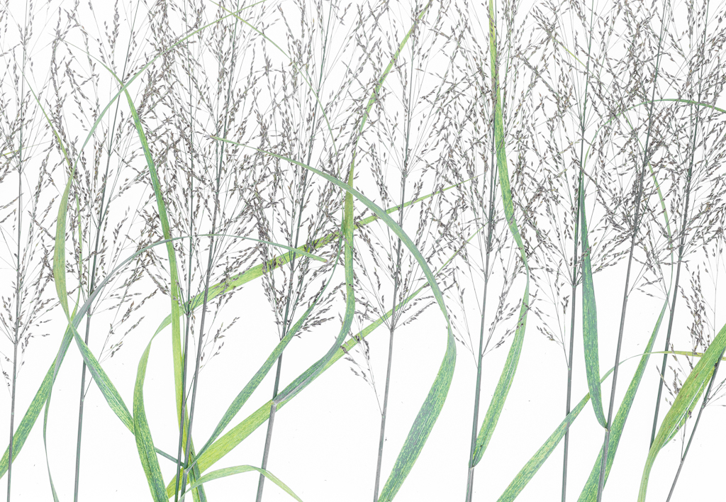 Out in the Meadow by David Kepley