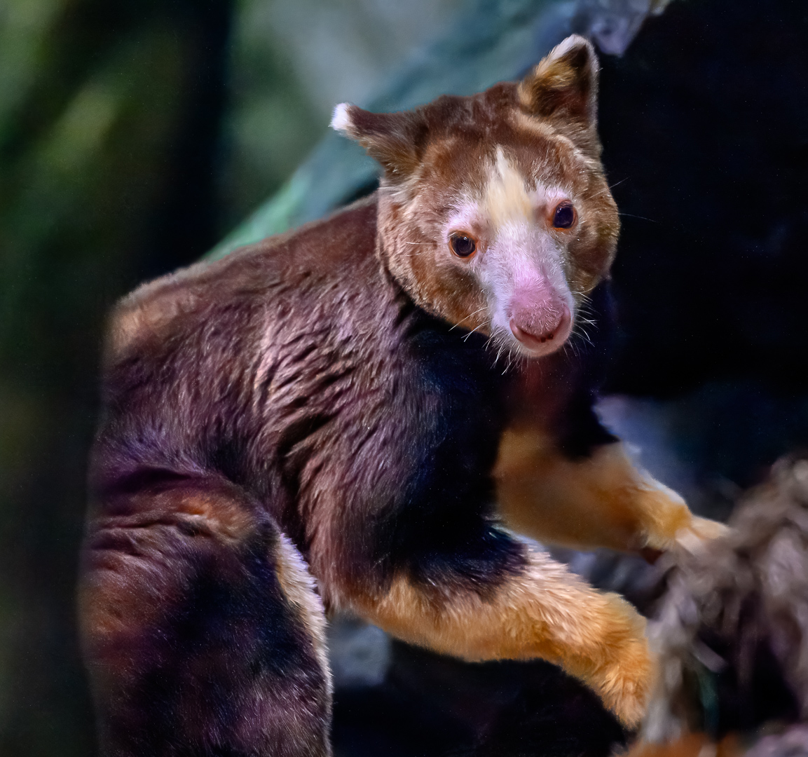 Matschie's tree-kangaroo by Alan Kiecker