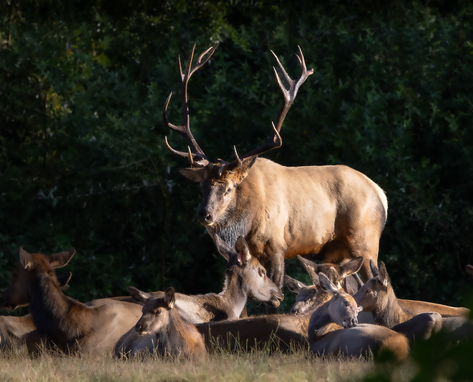 Bull Elk and Harem by Polly Krauter