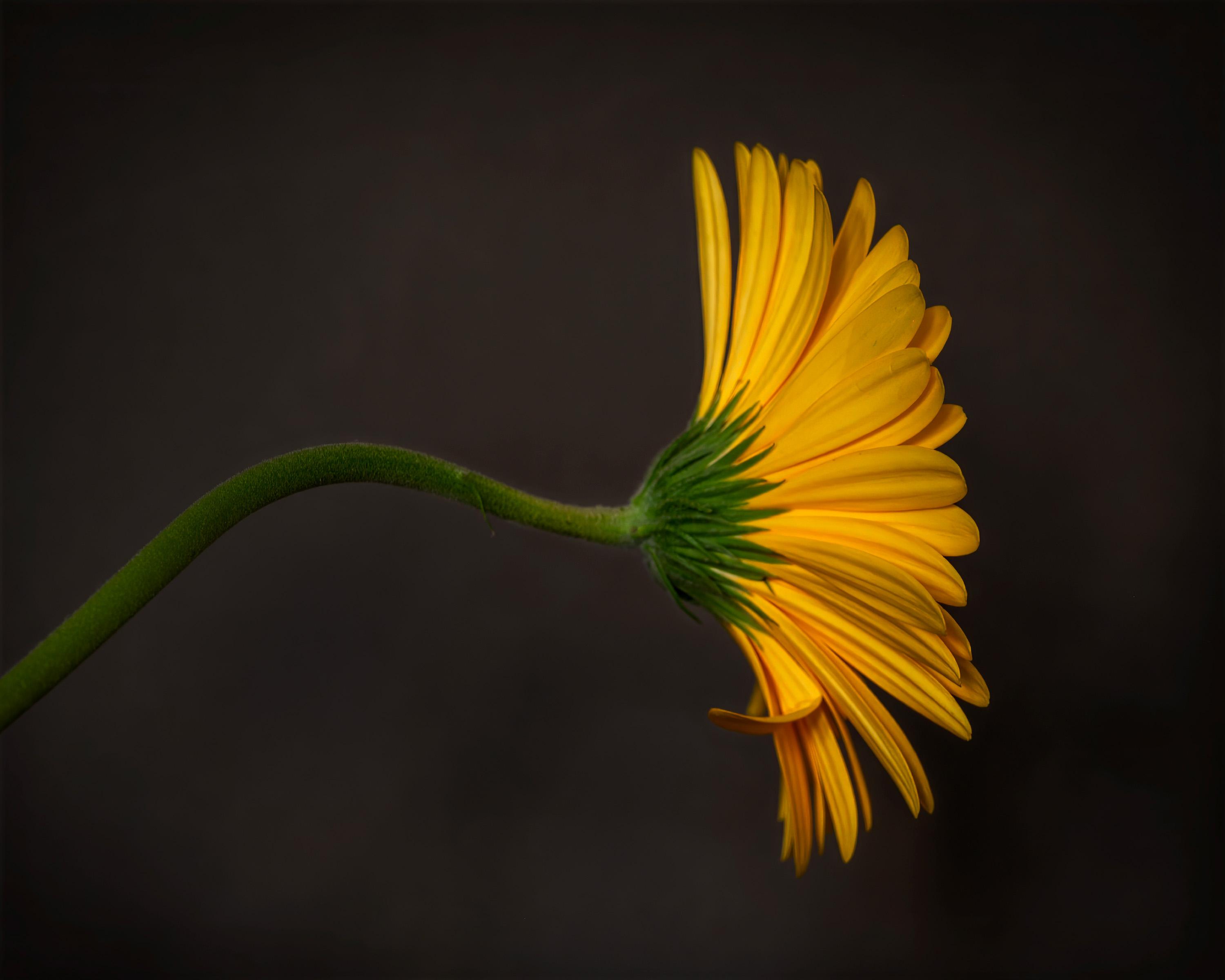 Yellow Gerber Daisy by Cindy Lynch