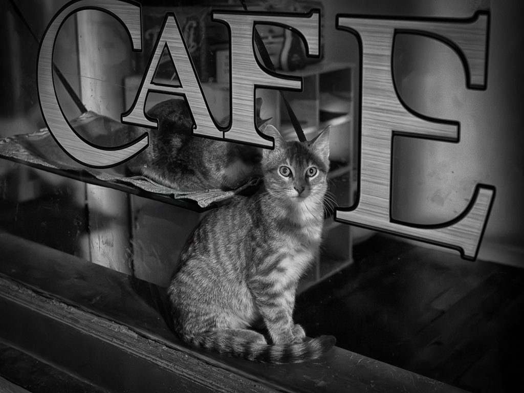 Purrfect by Emil Davidzuk