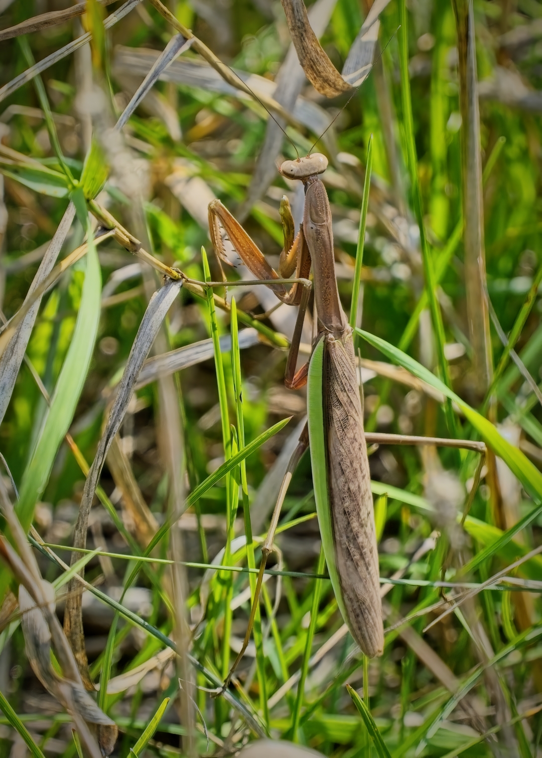 Chinese Mantis by Pierre Williot
