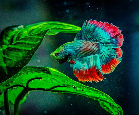 Homage To My Late Betta by Alane Shoemaker