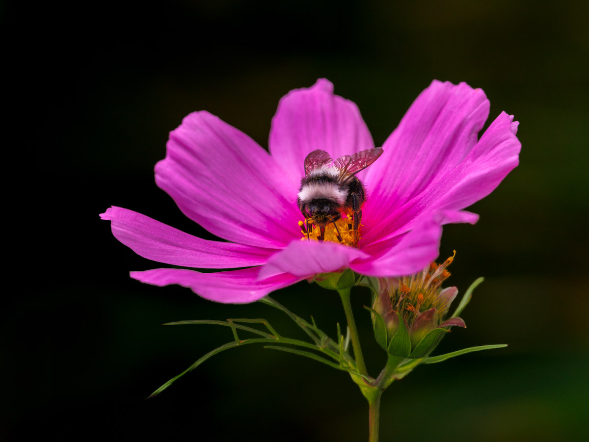 Pink Dish by Natalia Venkatesh