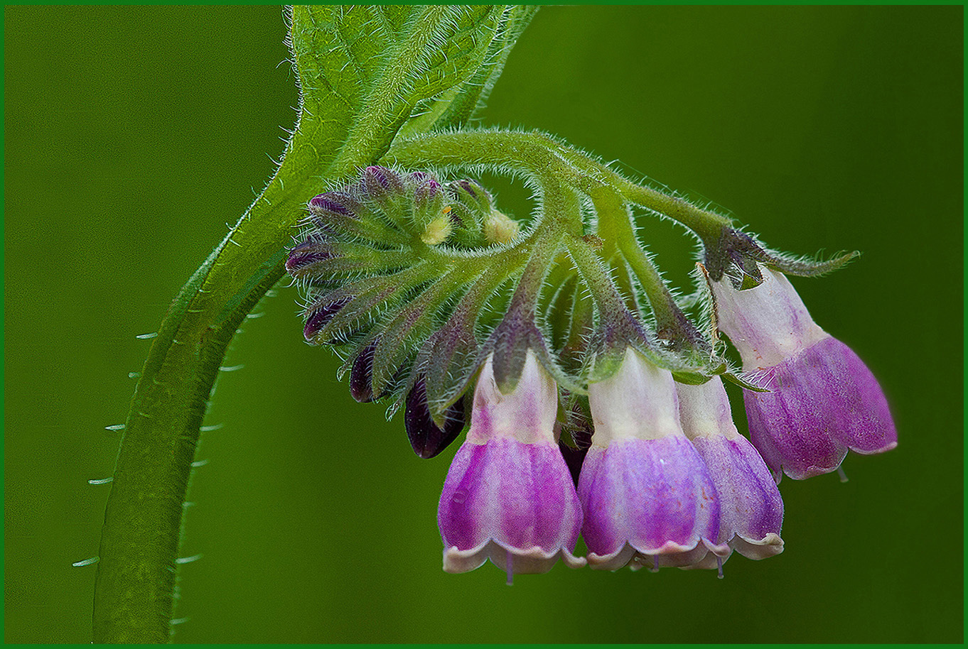 COMFREY by Murphy Hektner