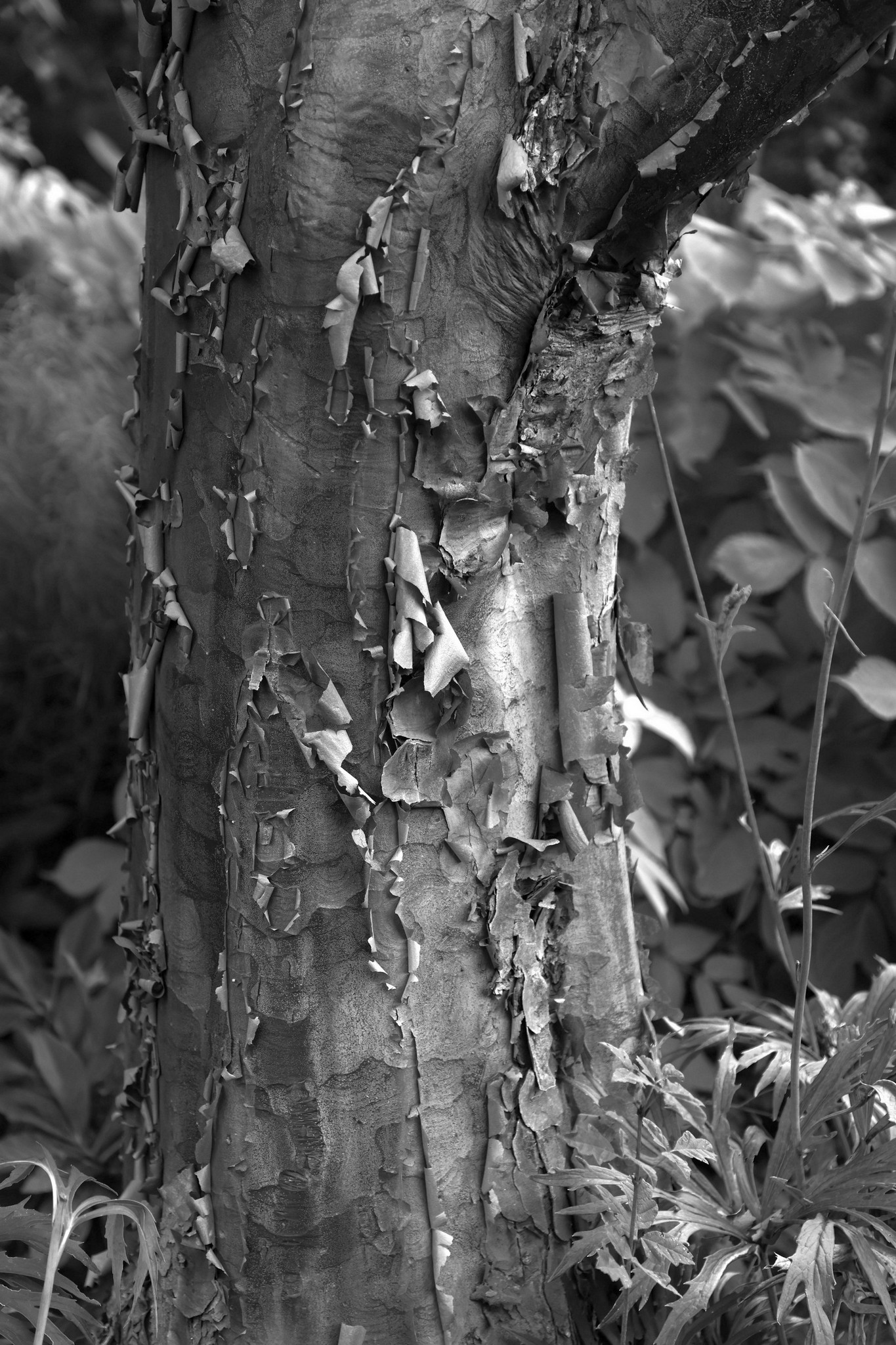 Aging Gracefully by Jerry Snyder