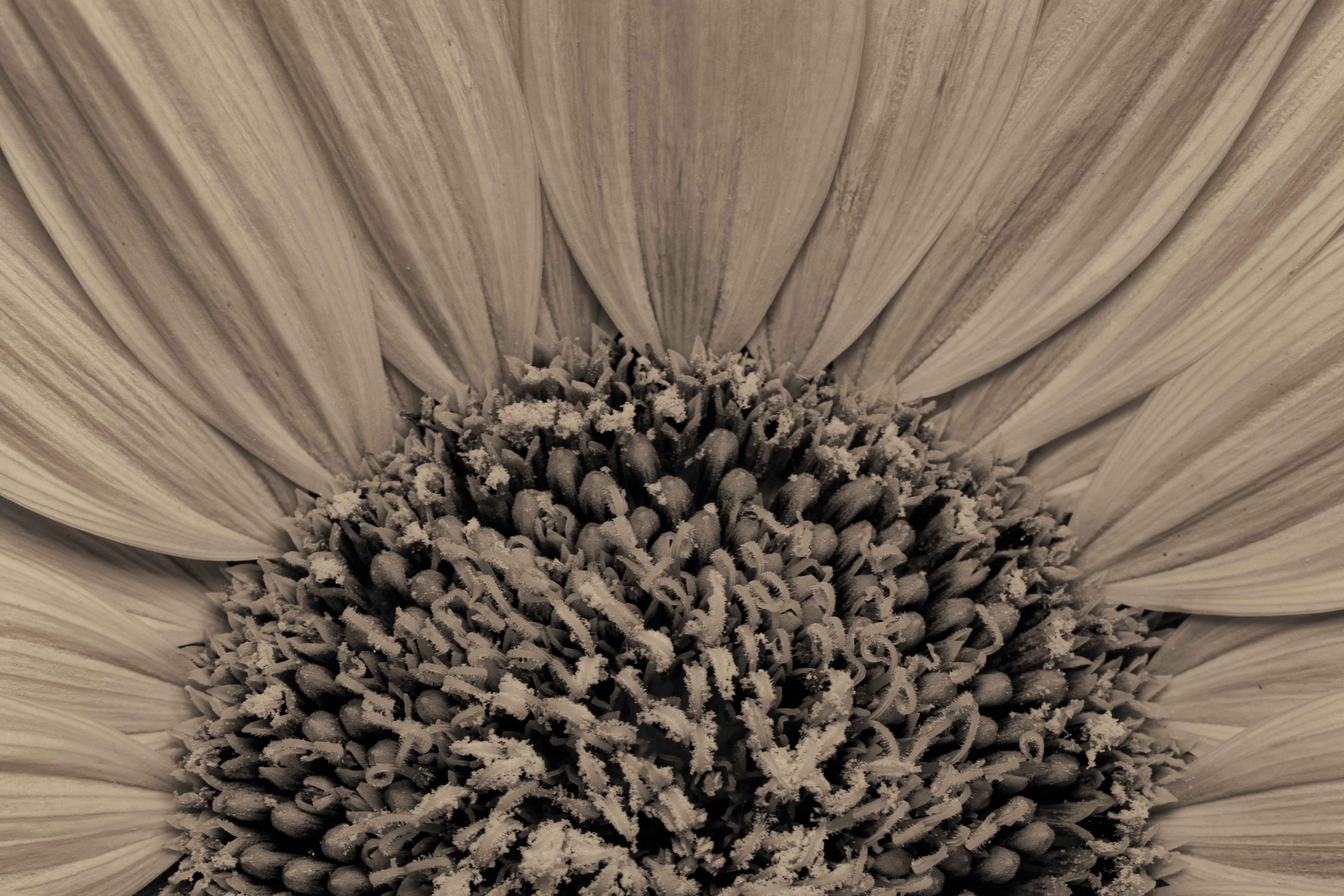 Sunflower in Pollination by Mark Bamberger
