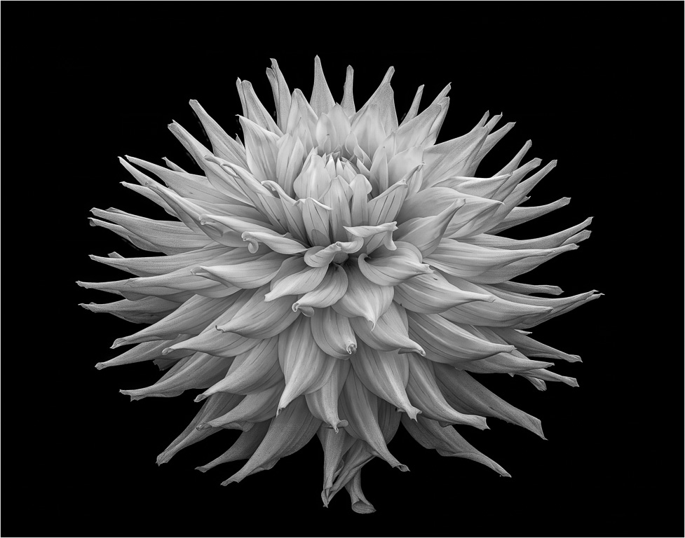 Semi-cactus Dahlia by David Terao