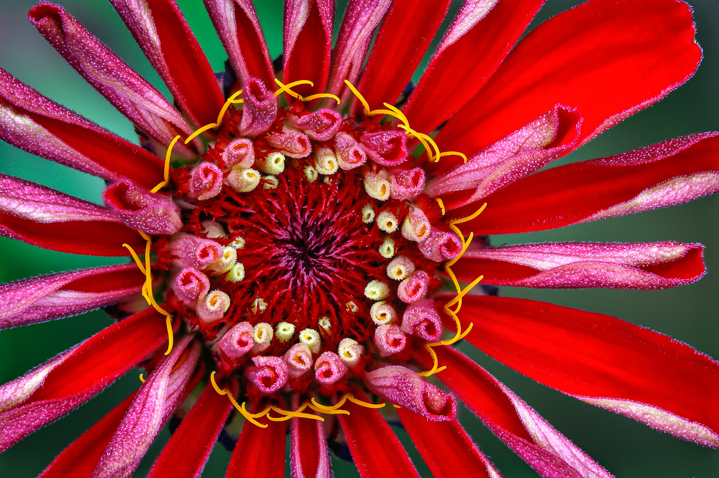 Zinnia by Maria Mazo