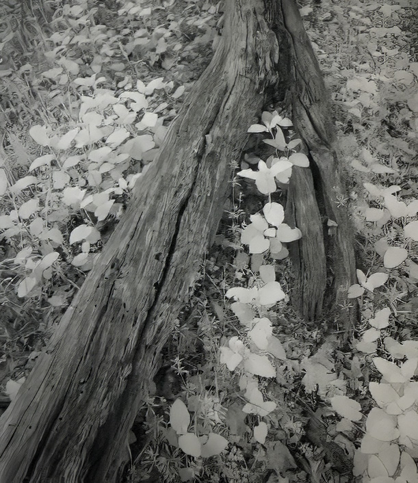  Understory by Jack Florence Jr