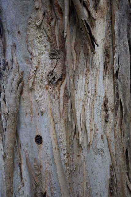 Bark from a Gum Tree by Diane Perry