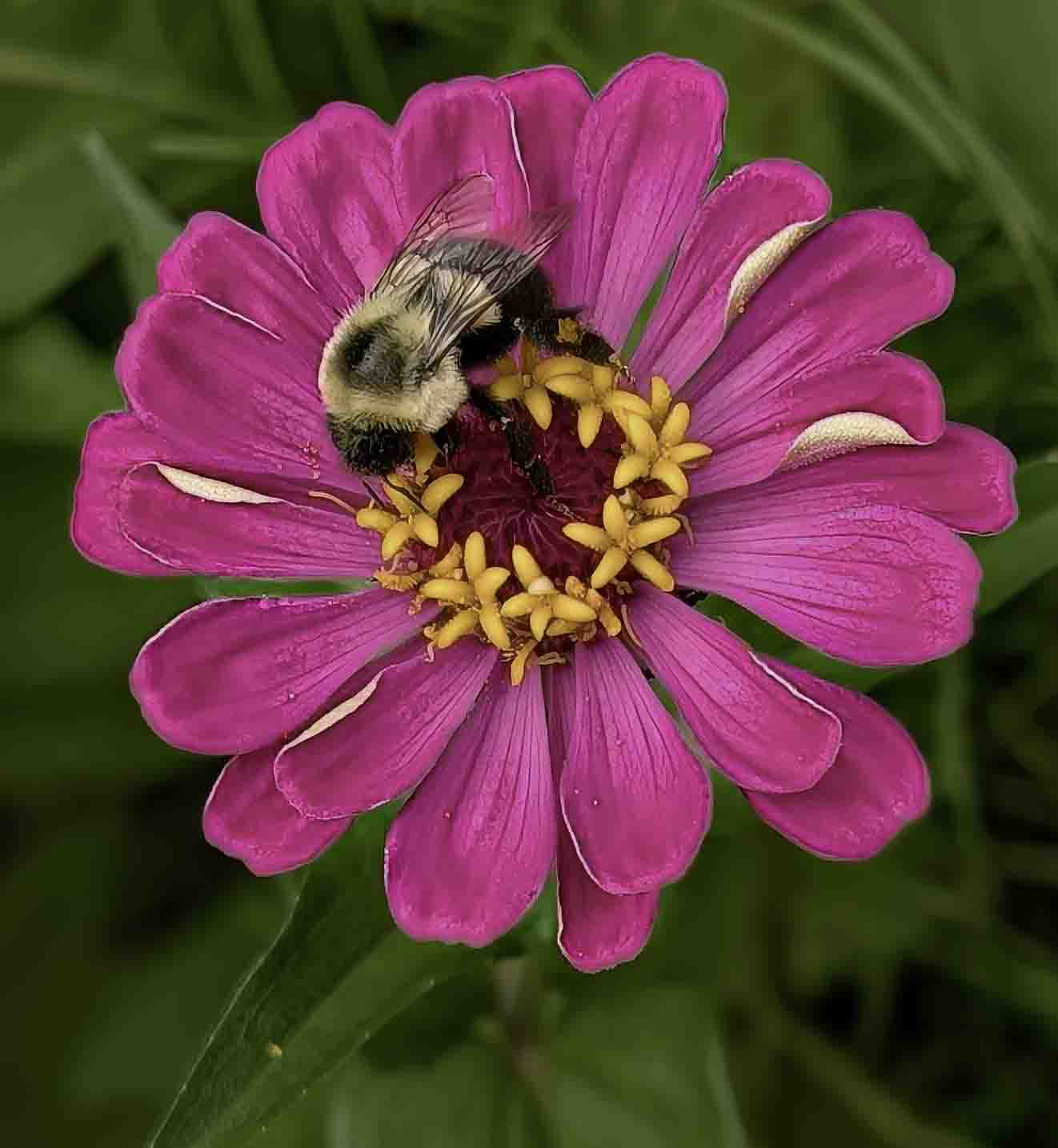 Flower and Bee by Dean Ginther