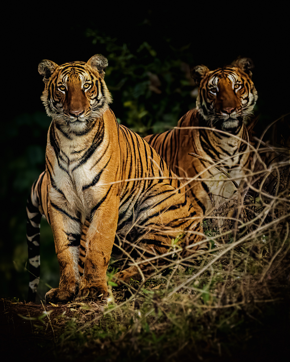 Tigers by Jaswant Madhavan