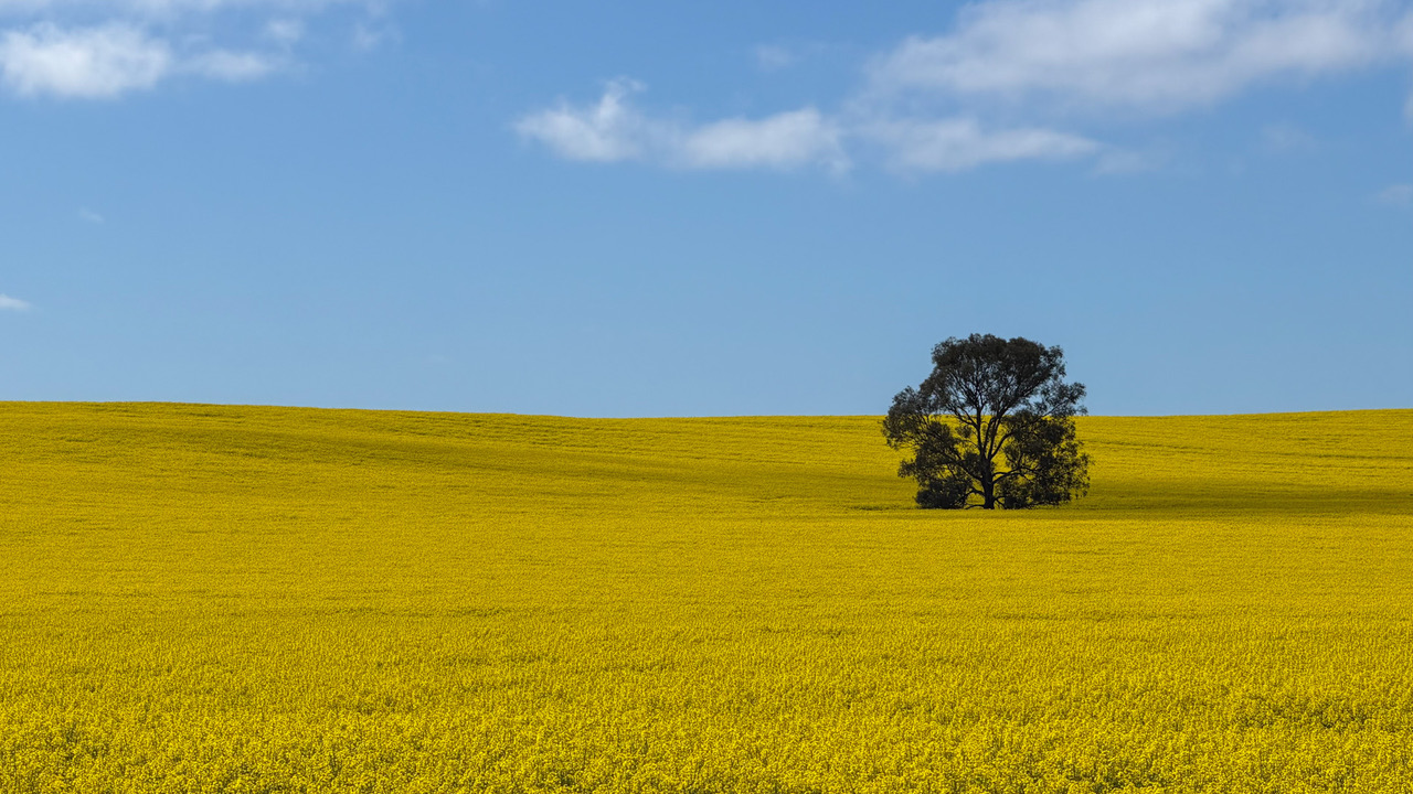 Australian Outback Canola Field by Geoff Wiggins
