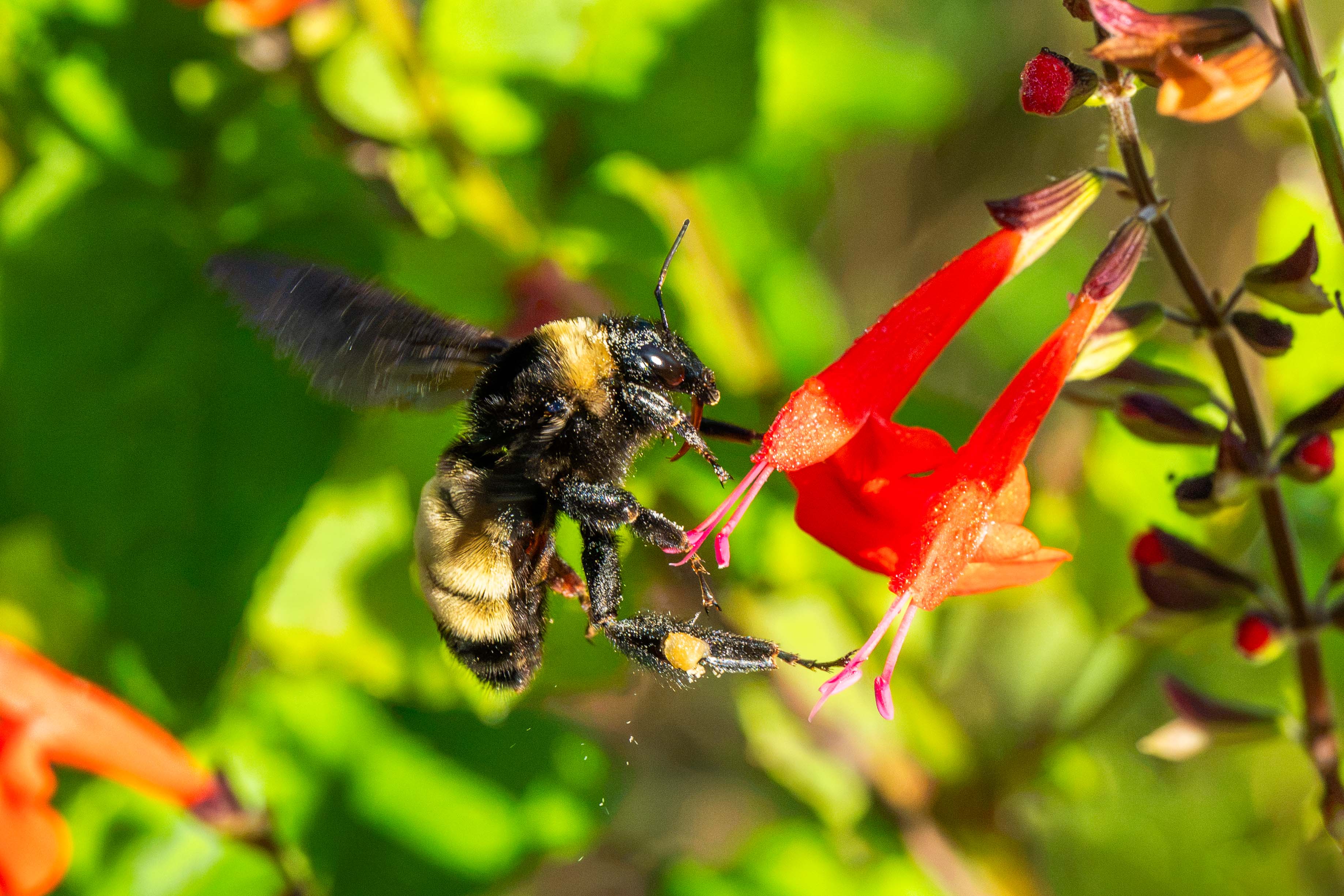 Busy Bee by Richard Goldenberg