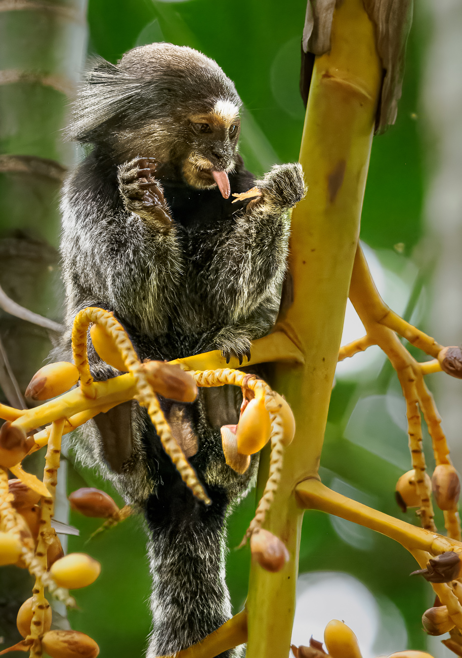 Marmoset Licking Food in Rio by Adrian Binney