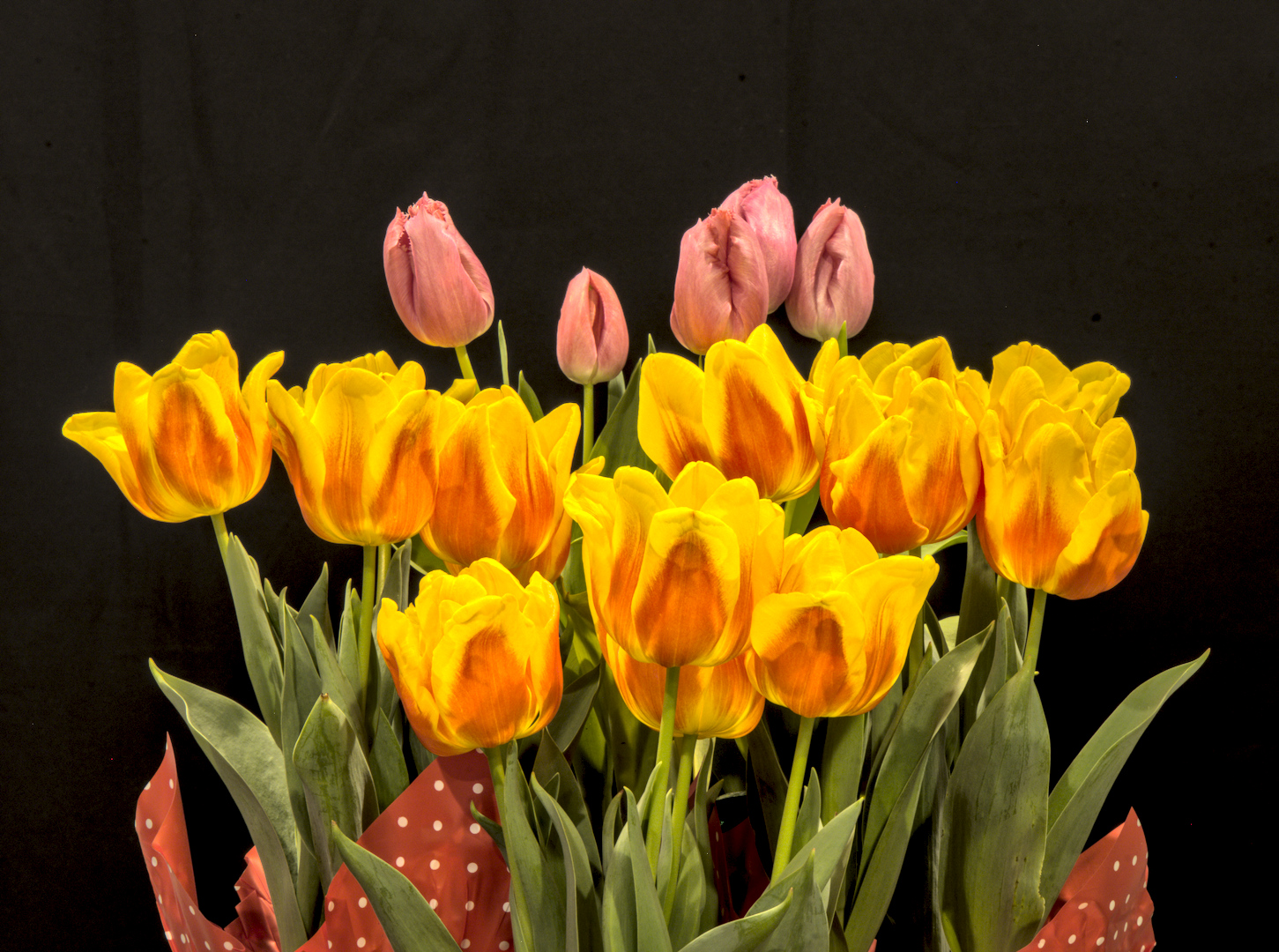 Spring Tulips by Ed O&rsquo;Rourke