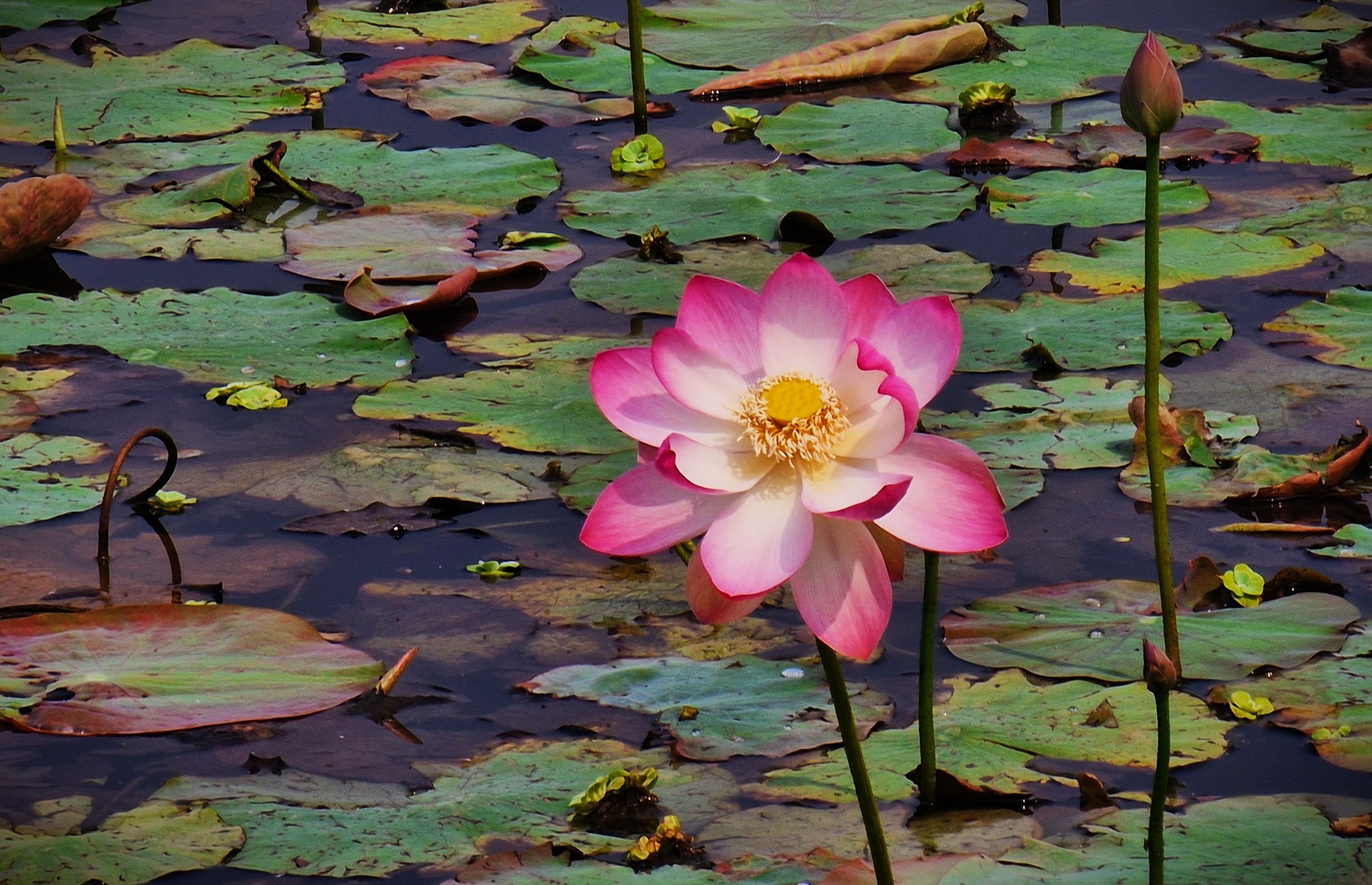  "Pink lotus flower 119 by Syed Shakhawat Kamal