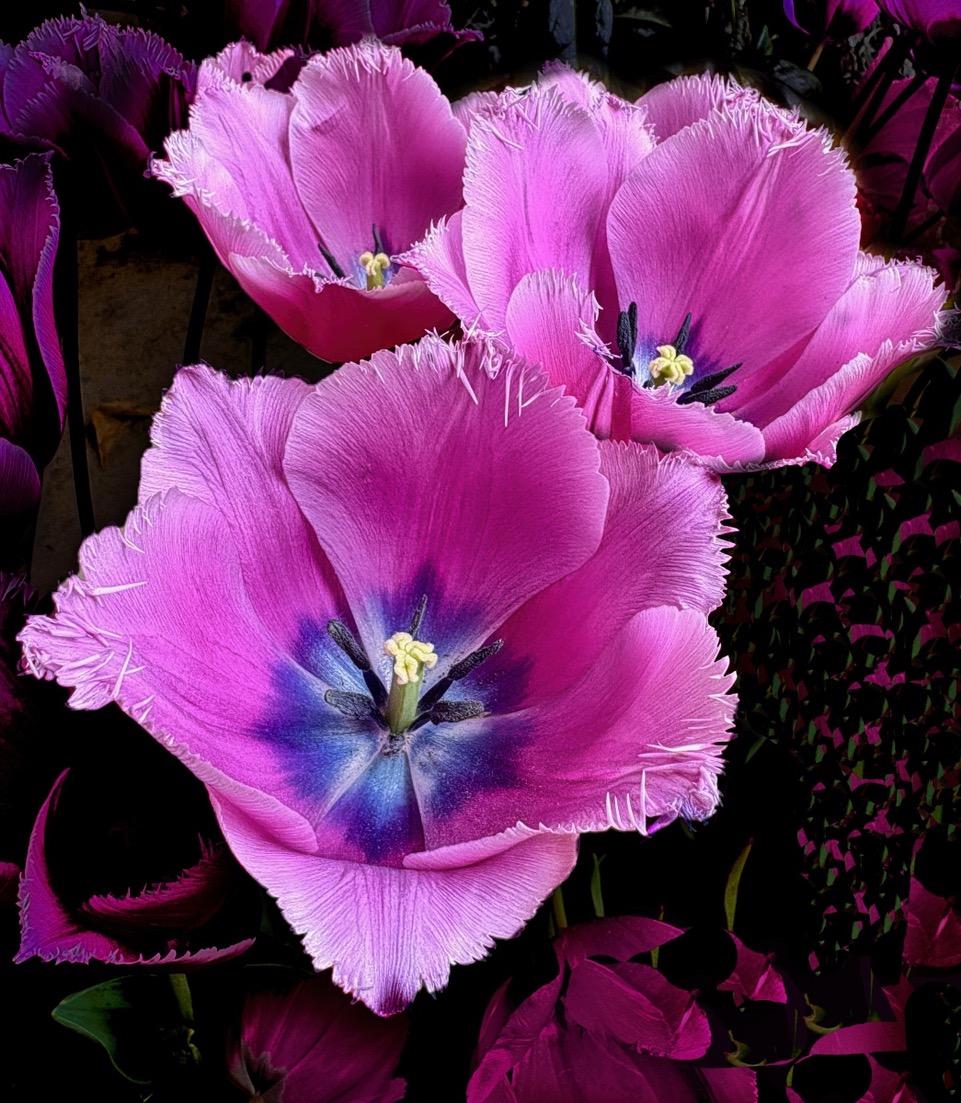 Tulip Trio by Rich James