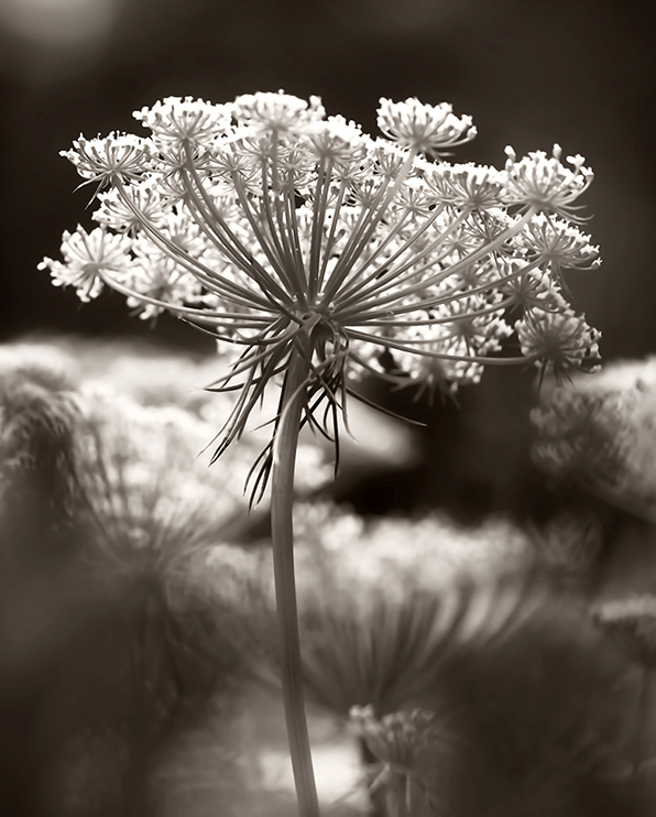 Queen Anne's Lace by Ellen Fisch