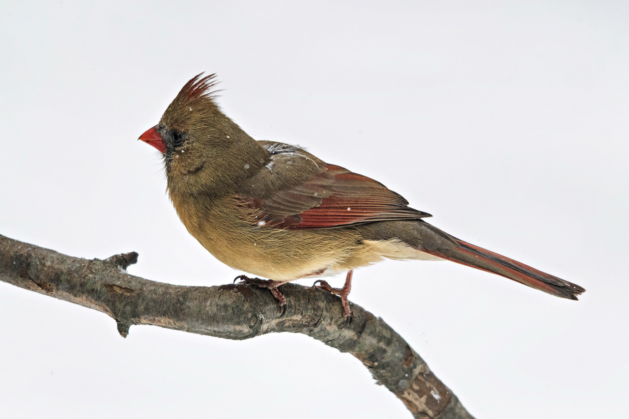 Cardinal by Harrison Ball