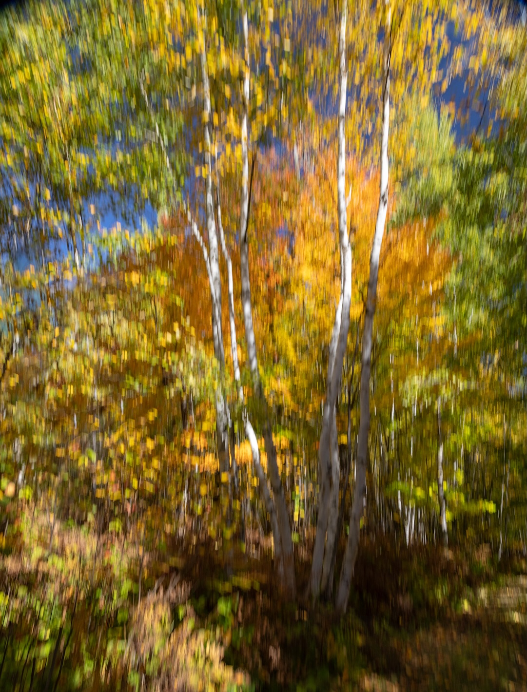 ICM by Laurie McShane
