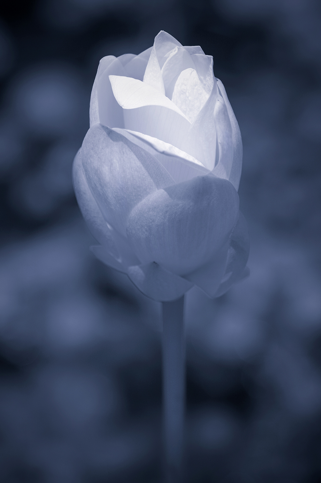 Comment Image