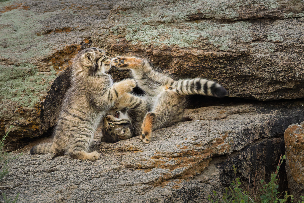 Kittens at Play by Deborah Albert