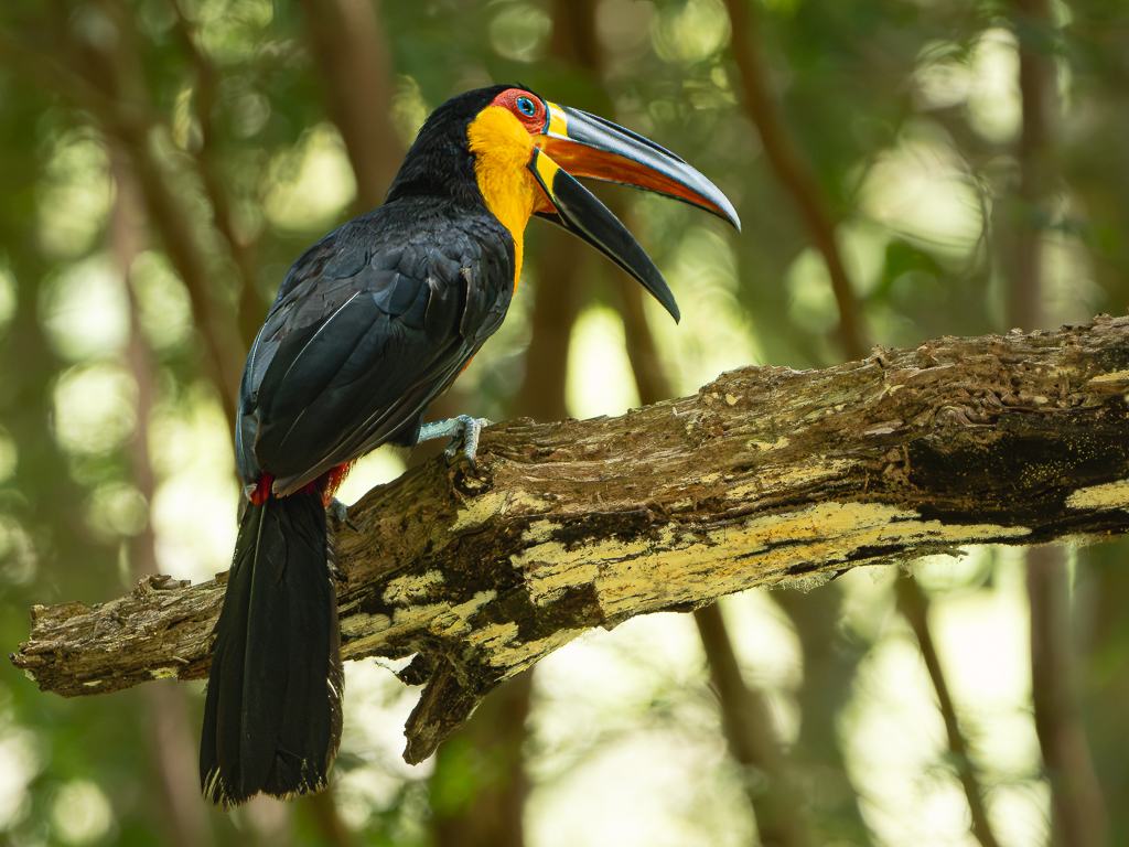 Channel-billed Toucan in Rio by Adrian Binney