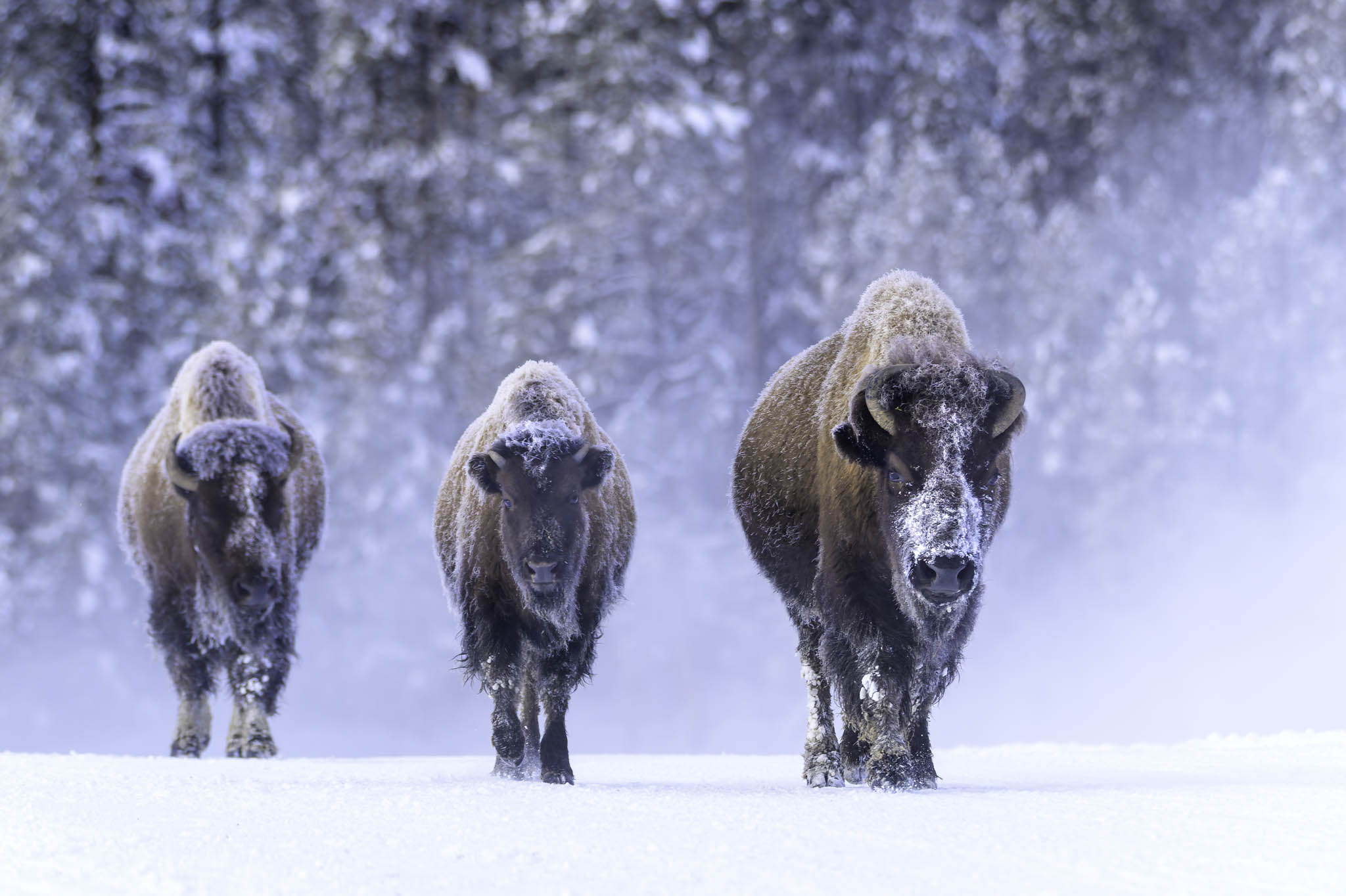 Yellowstone Buffalo by Dawn Gulino