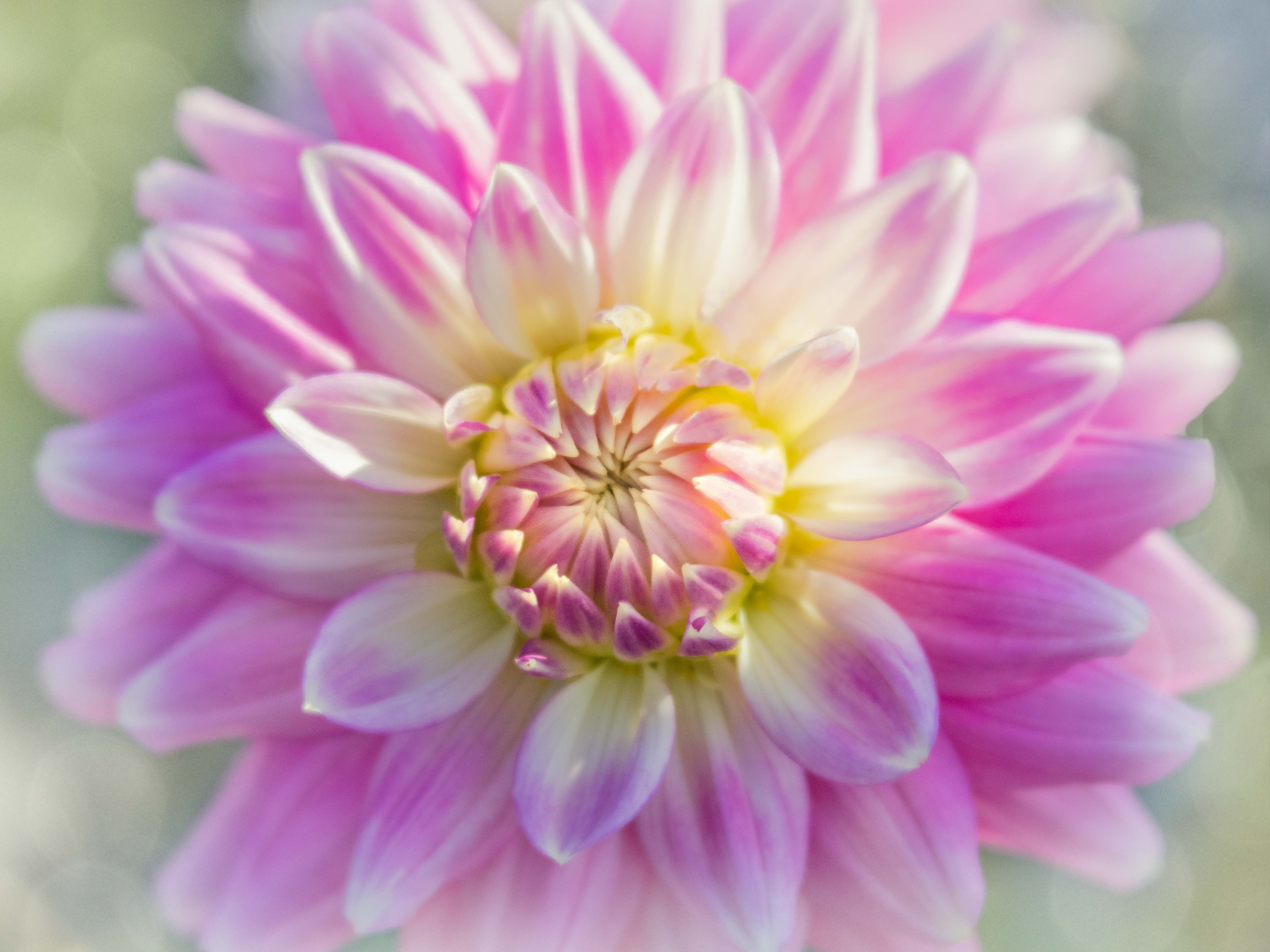 Morning in the Garden by Carol Sheppard