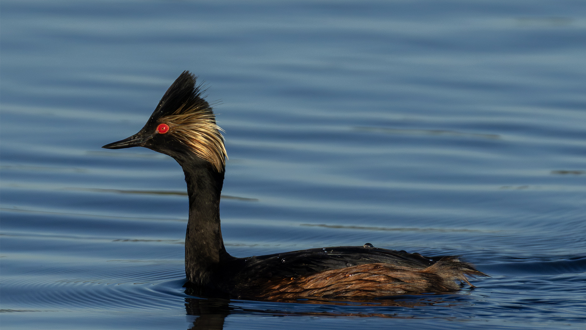 Eared Grebe by Charles Dodd