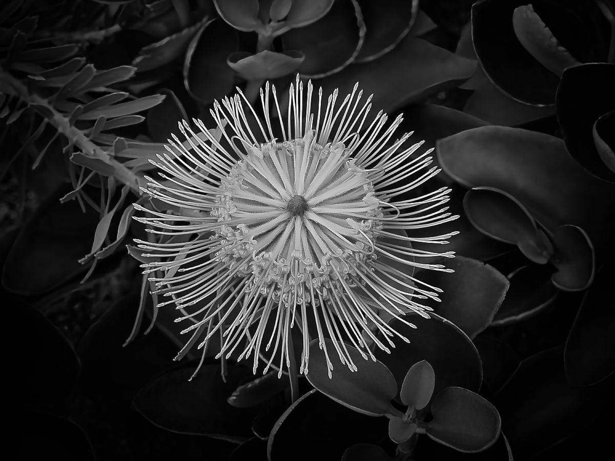 Pincushion by Mark Lieberman