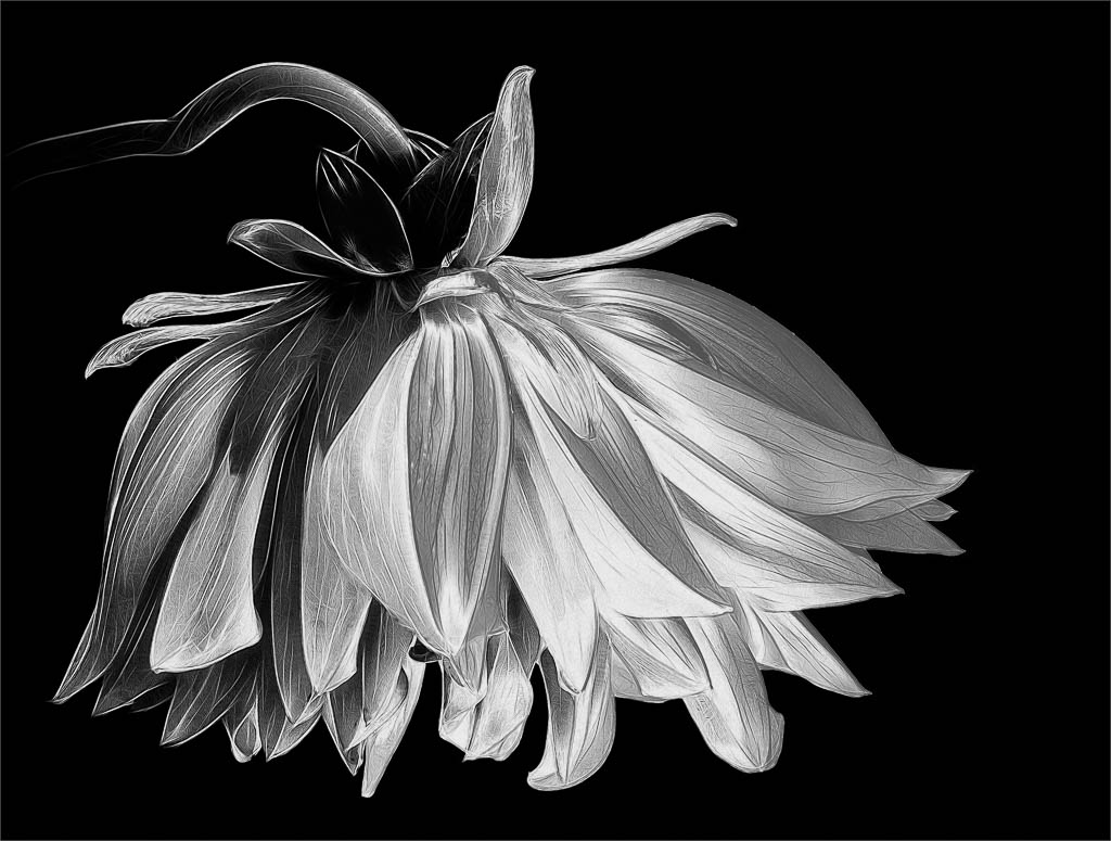 Dahlia Looking Down by Barbara Asacker